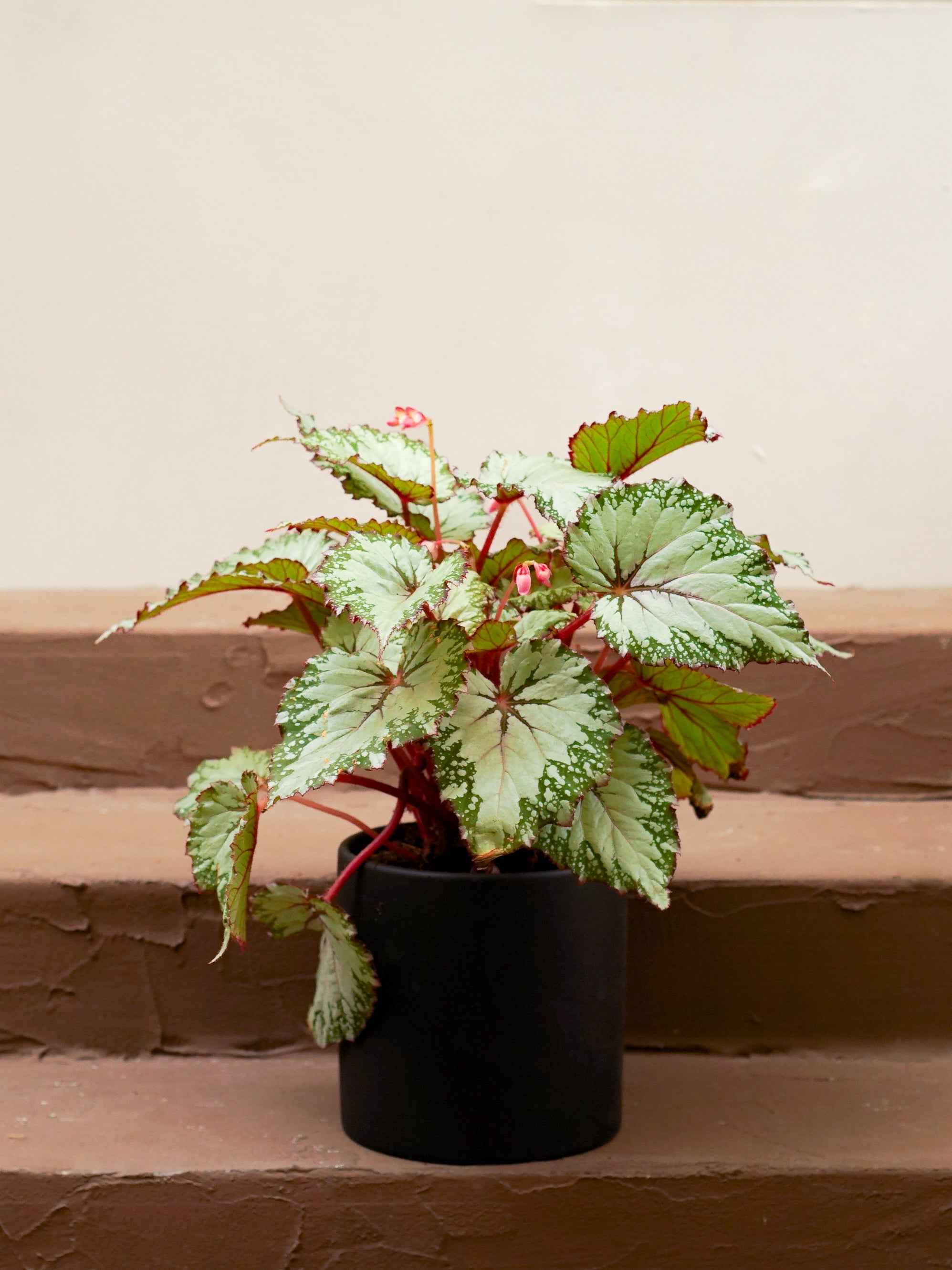 Begonia Pink