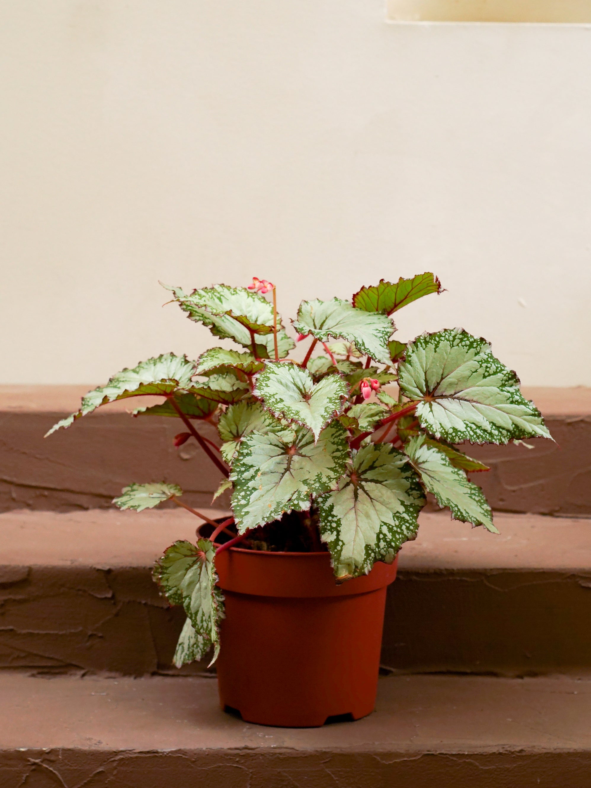 Begonia Pink