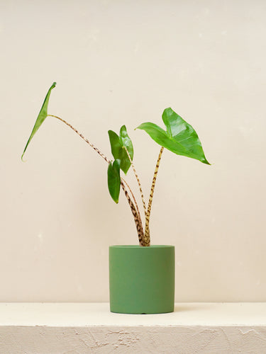 Alocasia Zebrina