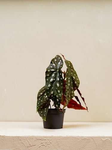 Polka Dot Plant