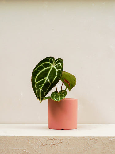 Crystal Anthurium