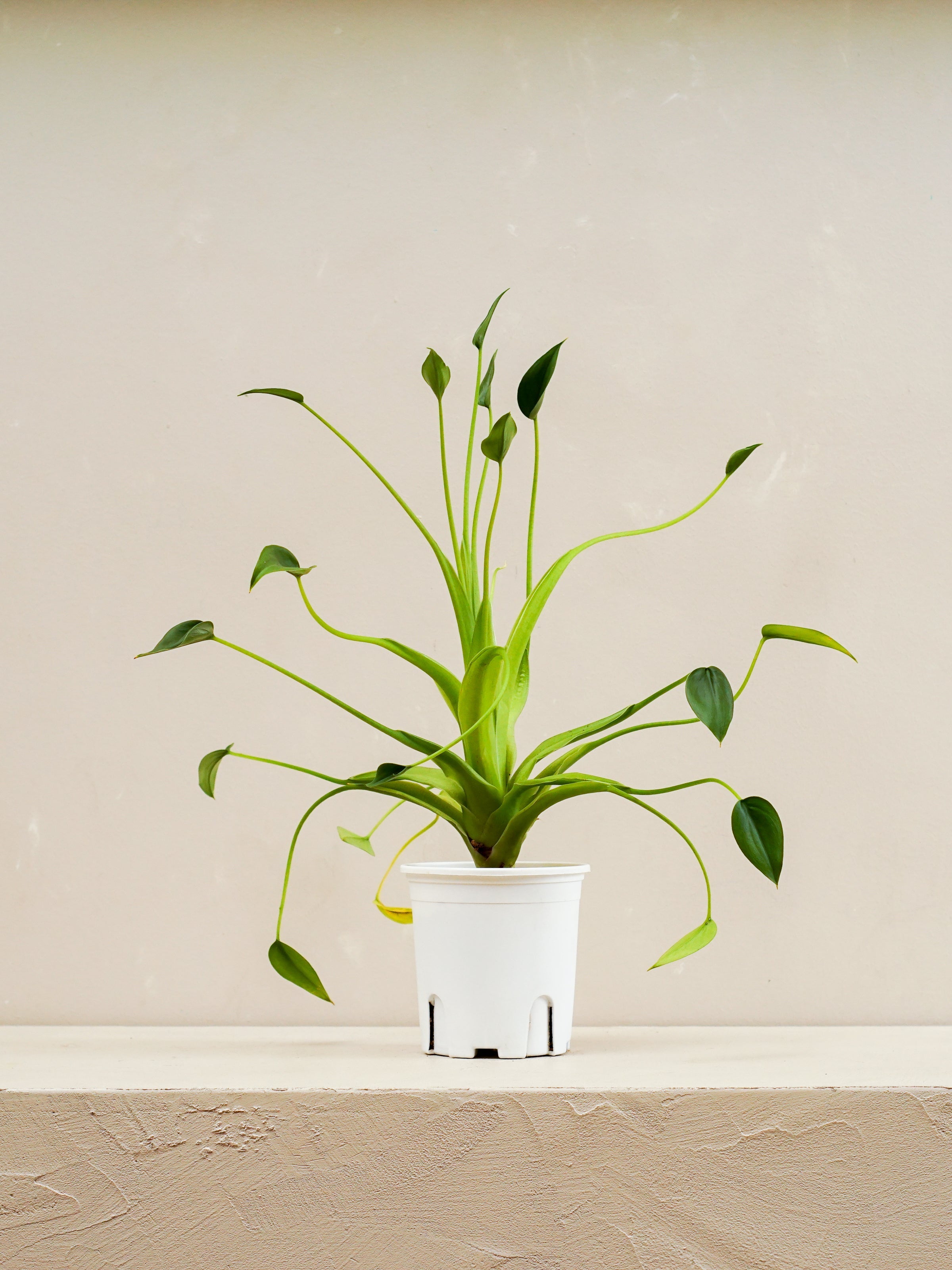 care for tiny dancers elephant ear plant alocasia buddha palm Alocasia Tiny Dancer | Table Top Indoor Plants