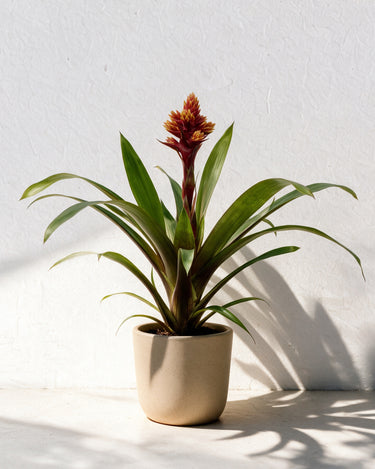 Guzmania Brush