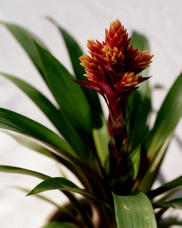 Guzmania Brush