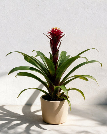 Guzmania Francesca