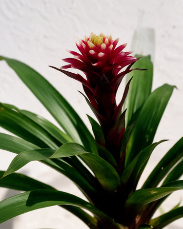 Guzmania Francesca
