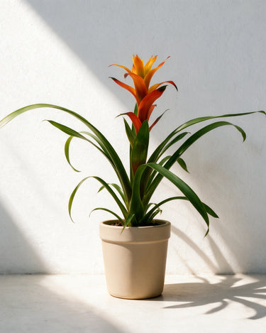 Guzmania