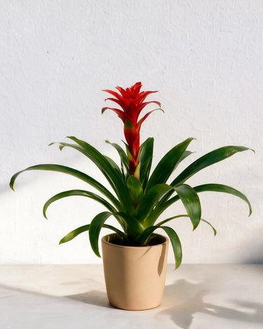 Guzmania