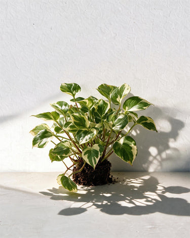 Hanging N'Joy Money Plant