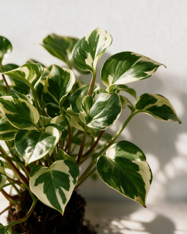 Hanging N'Joy Money Plant