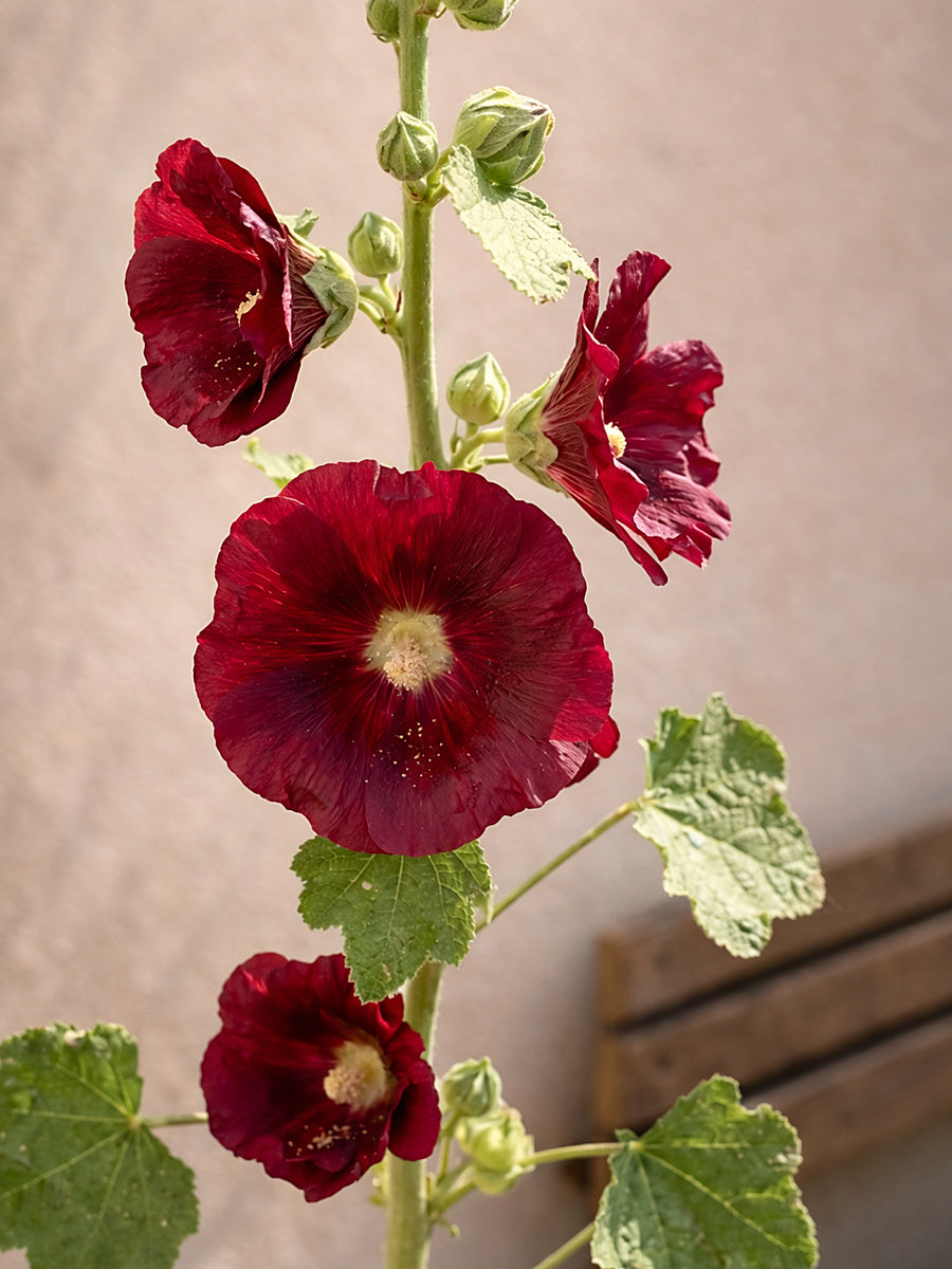 Hollyhock