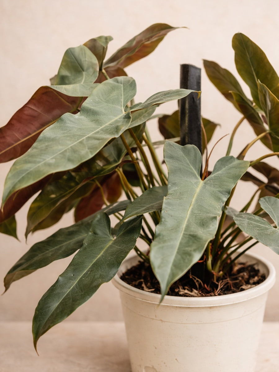 Holy Grail Philodendron