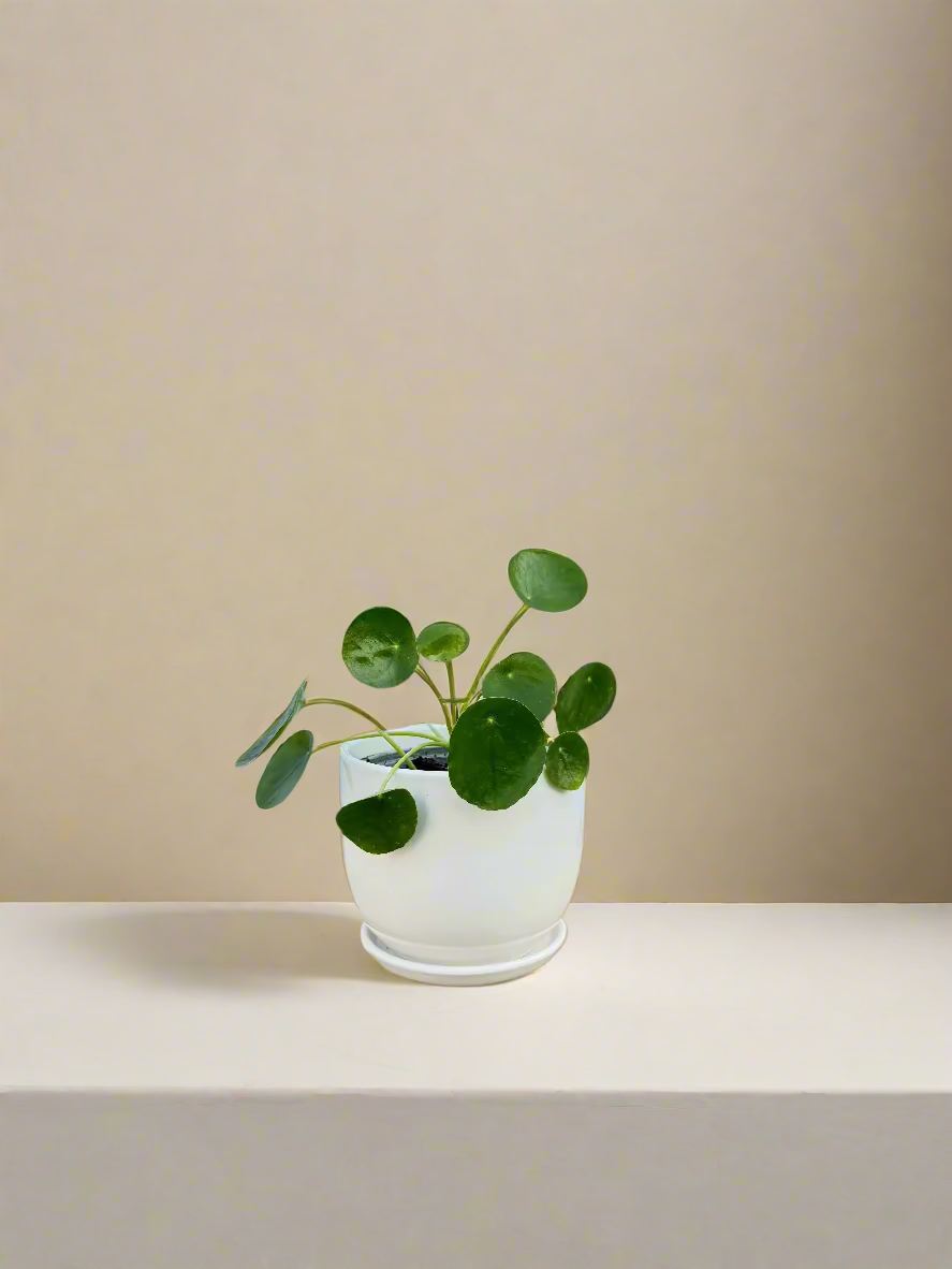 Chinese Money Plant