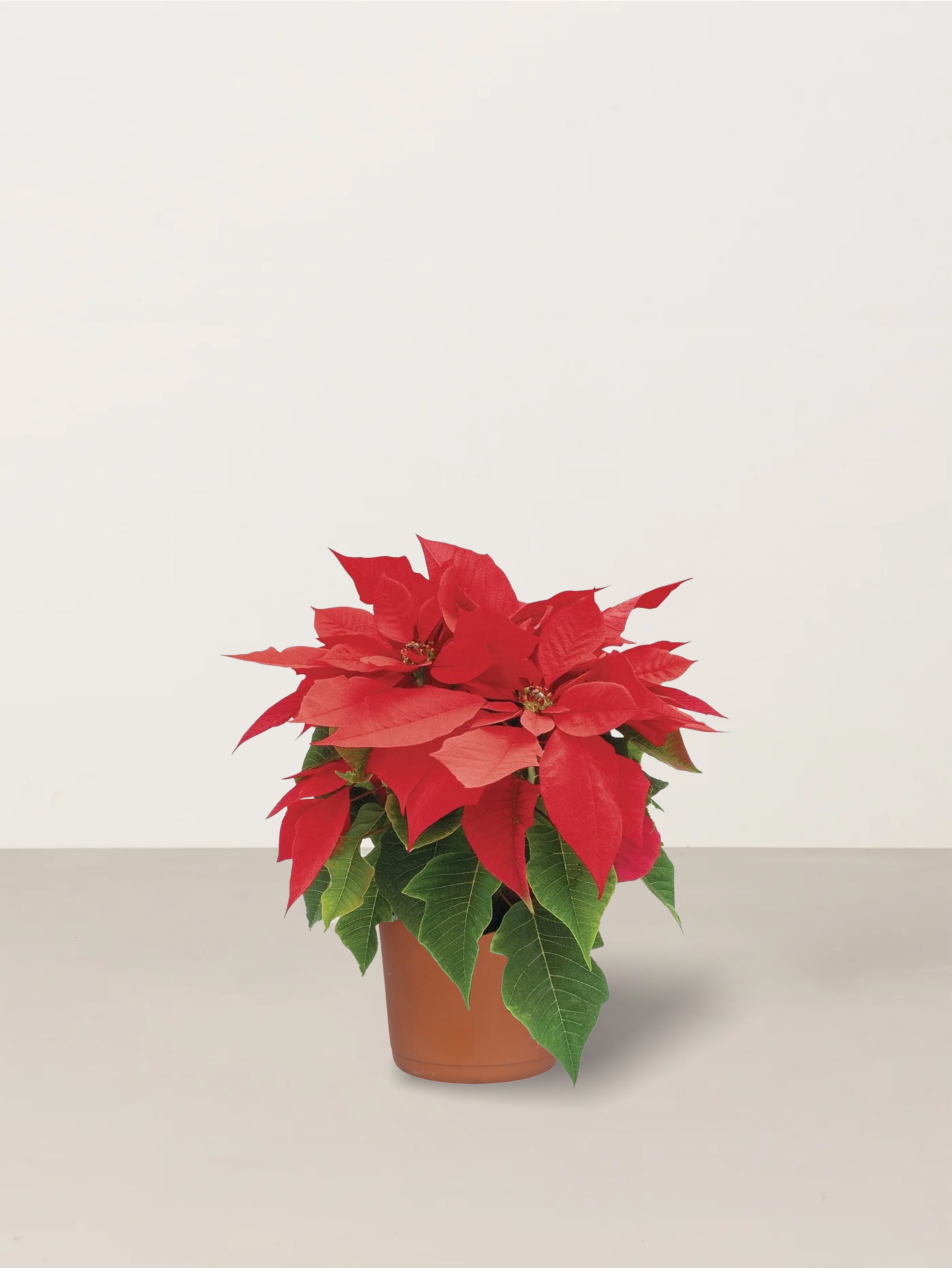 Christmas Flower Plant