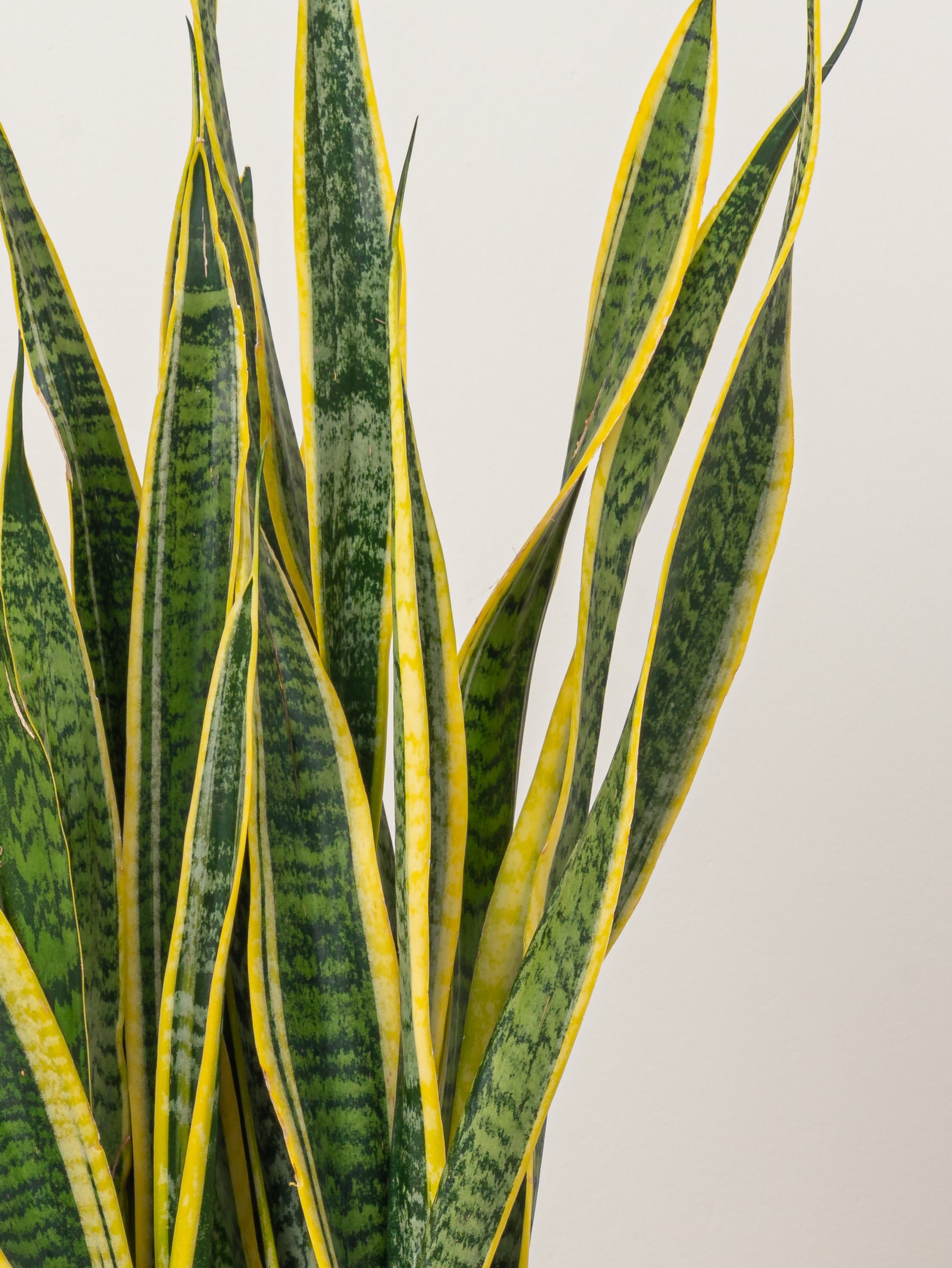 Snake Plant