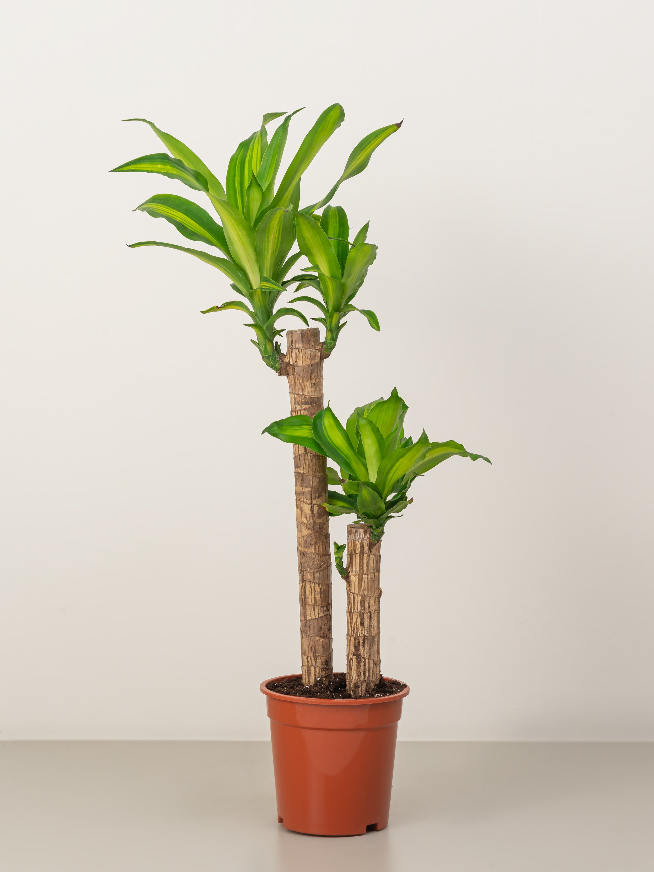 Cornstalk Plant