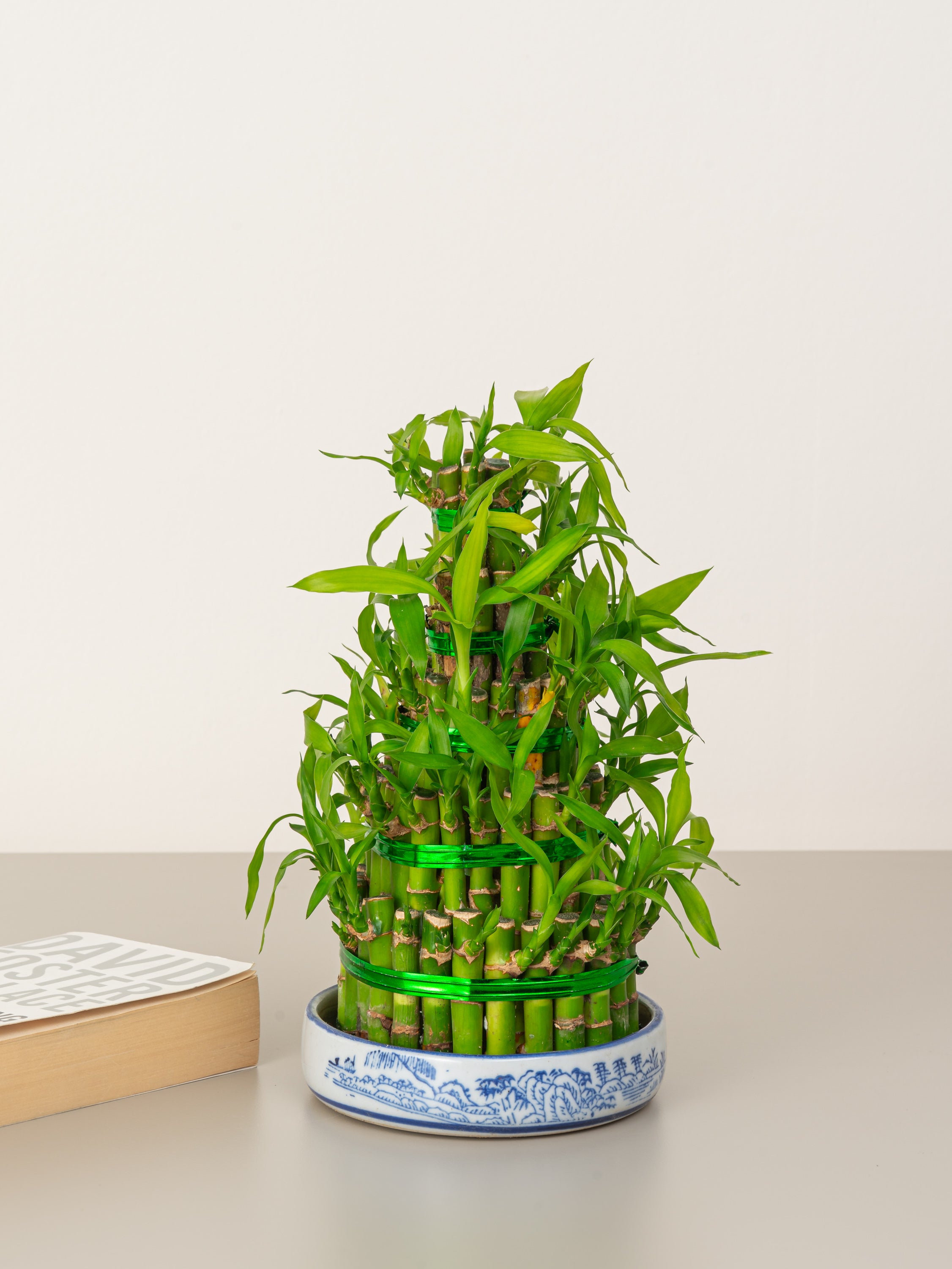 Table bamboo store plant