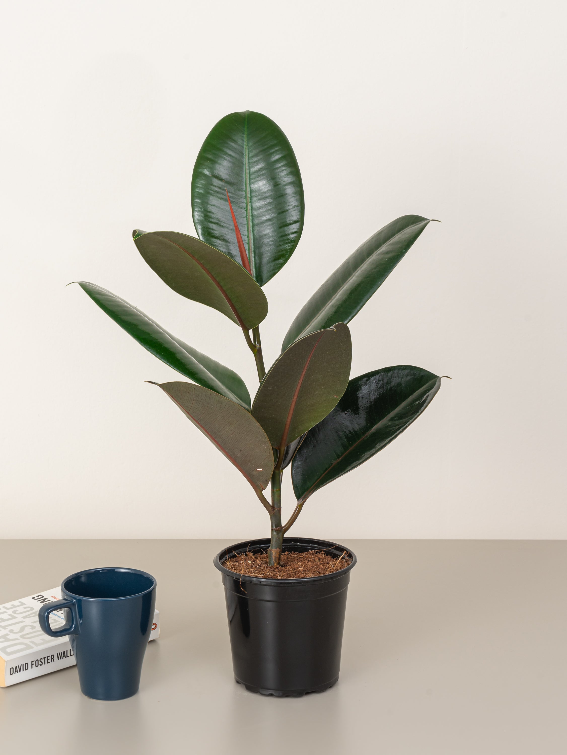 Rubber Plant