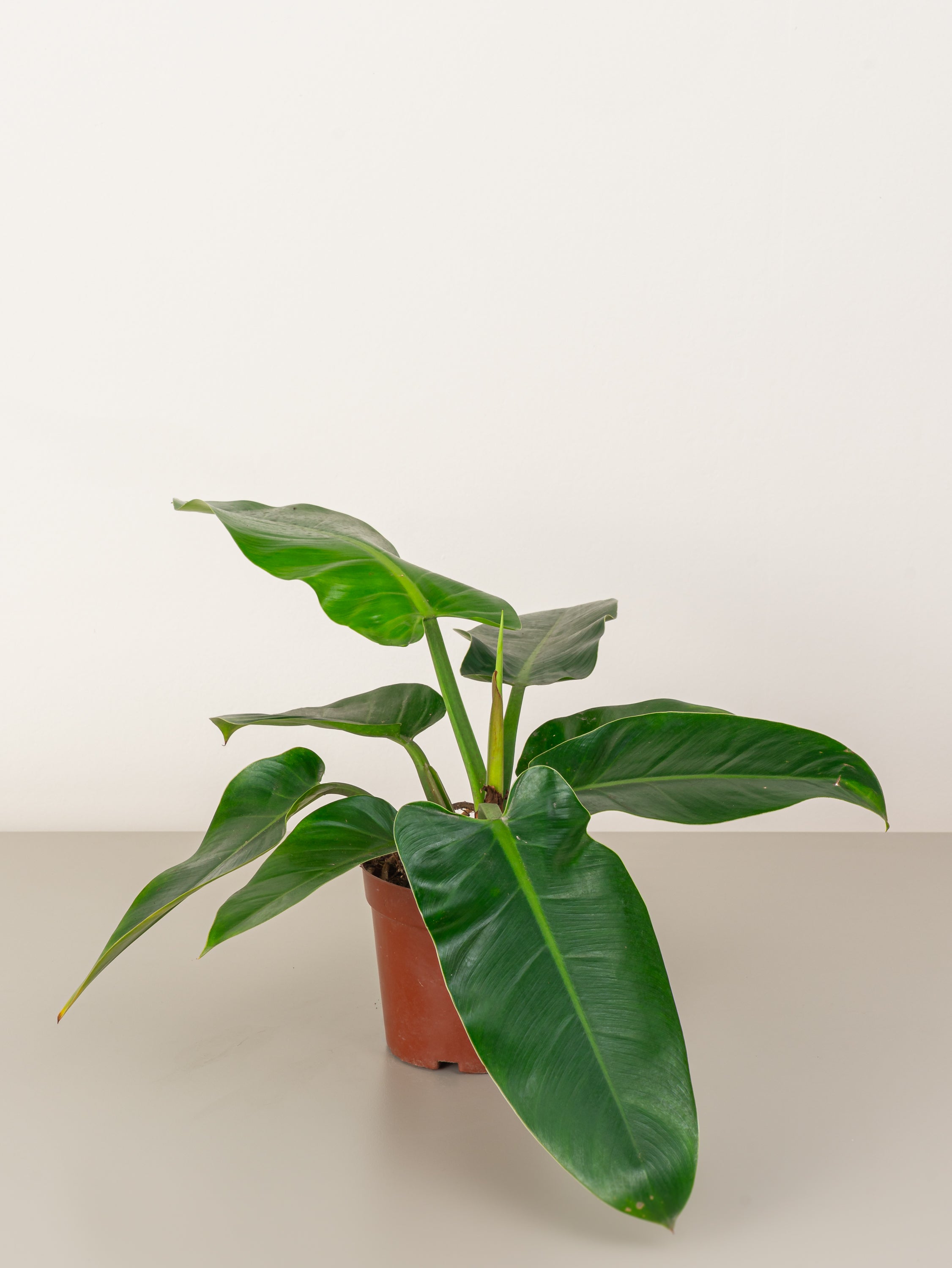 Philodendron green store