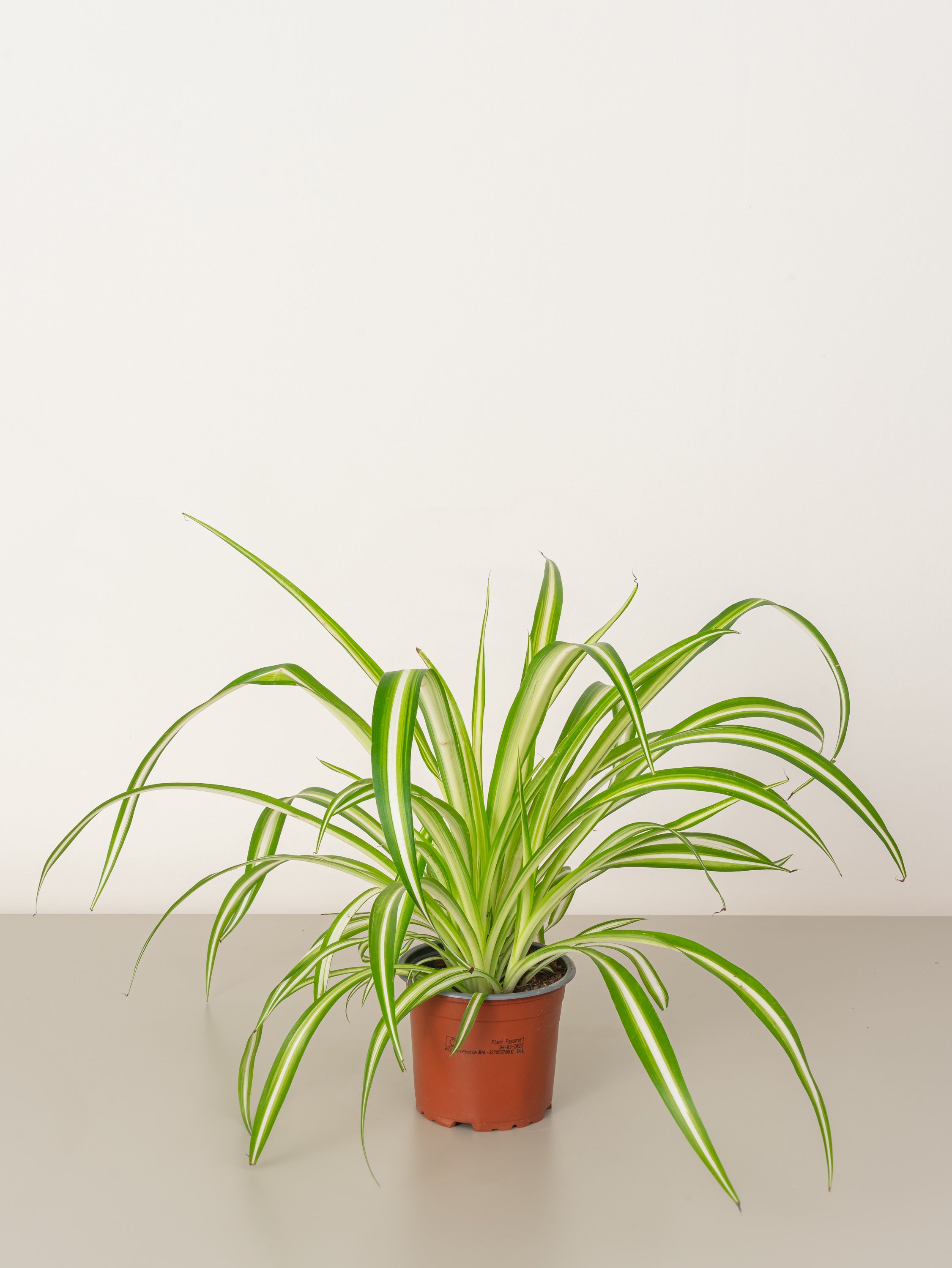 Spider Plant