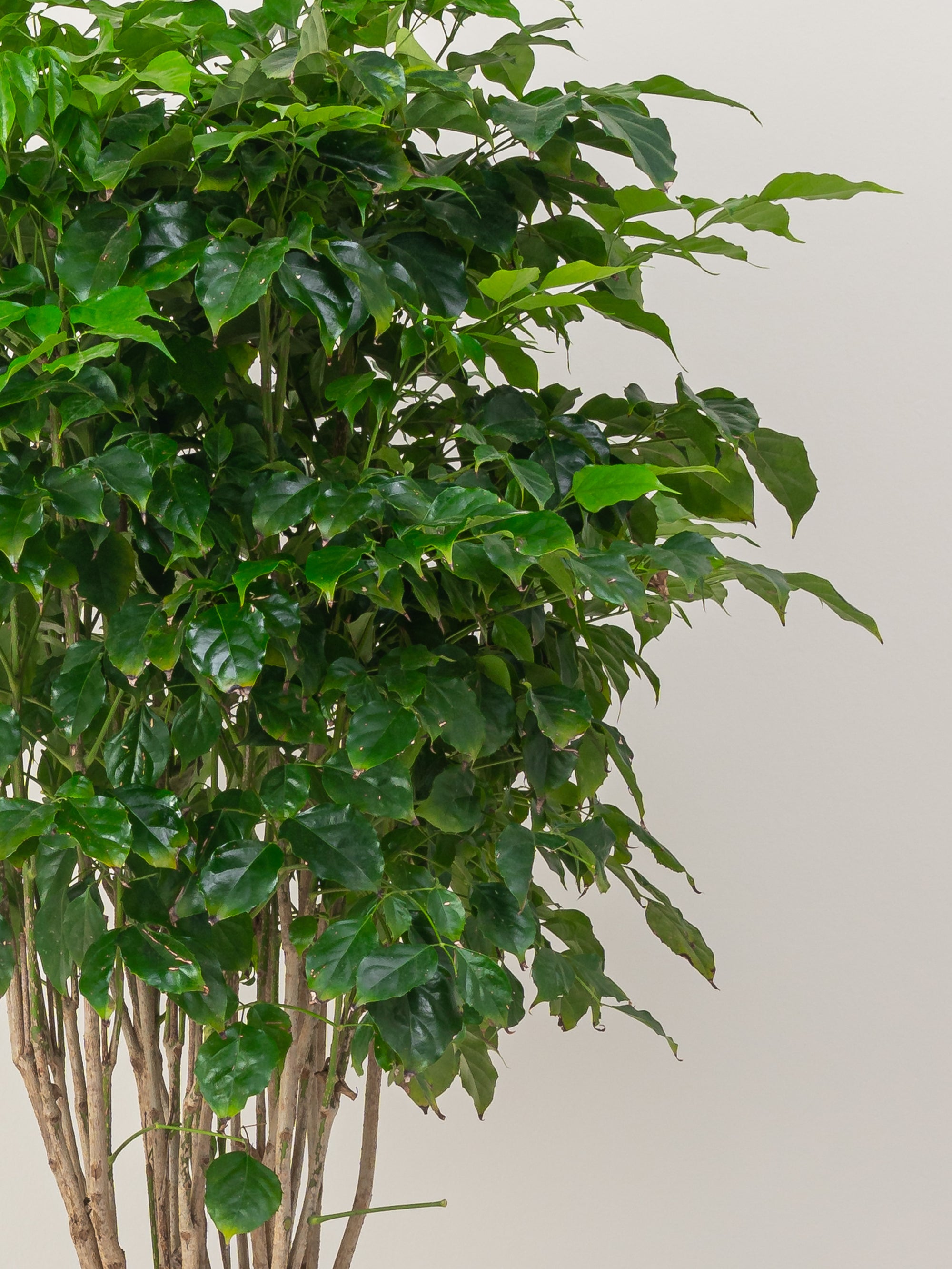 Red Machera - Radermachera Sinica | Tall Indoor Plants | growhub AE