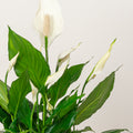 #height_30cm-40cm