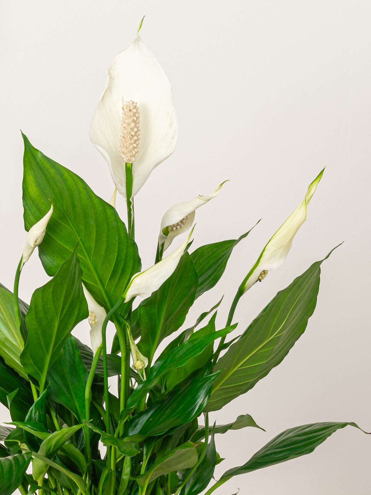 Peace Lily - Spathiphyllum | Table Top Indoor Plants | growhub AE