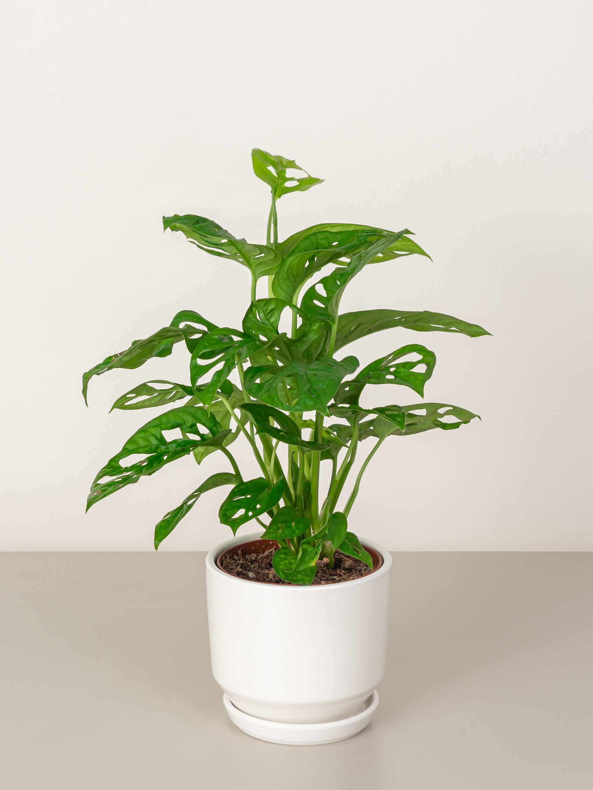 Swiss Cheese Vine - Monkey Monstera | Table Top Indoor Plants | growhub AE