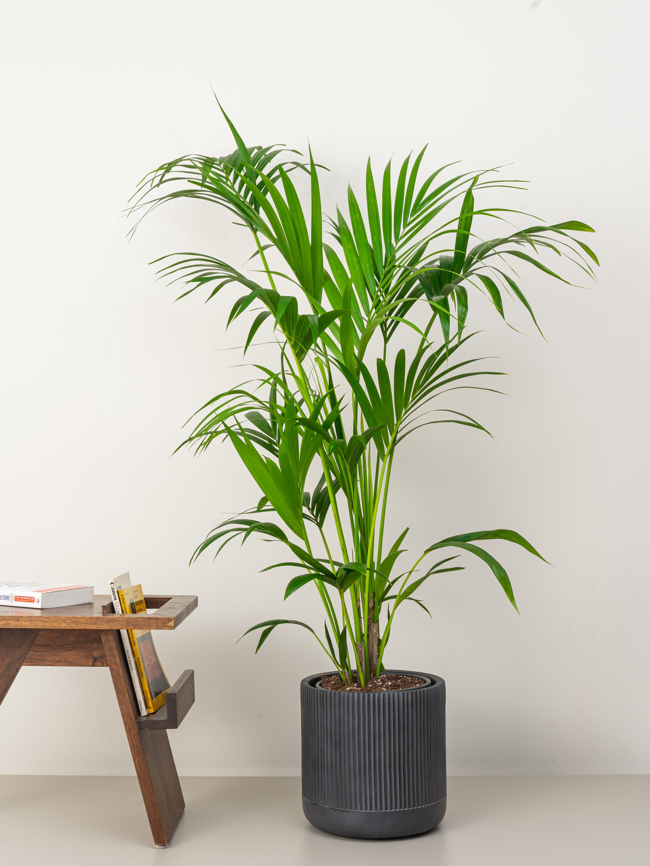 Table deals palm plant