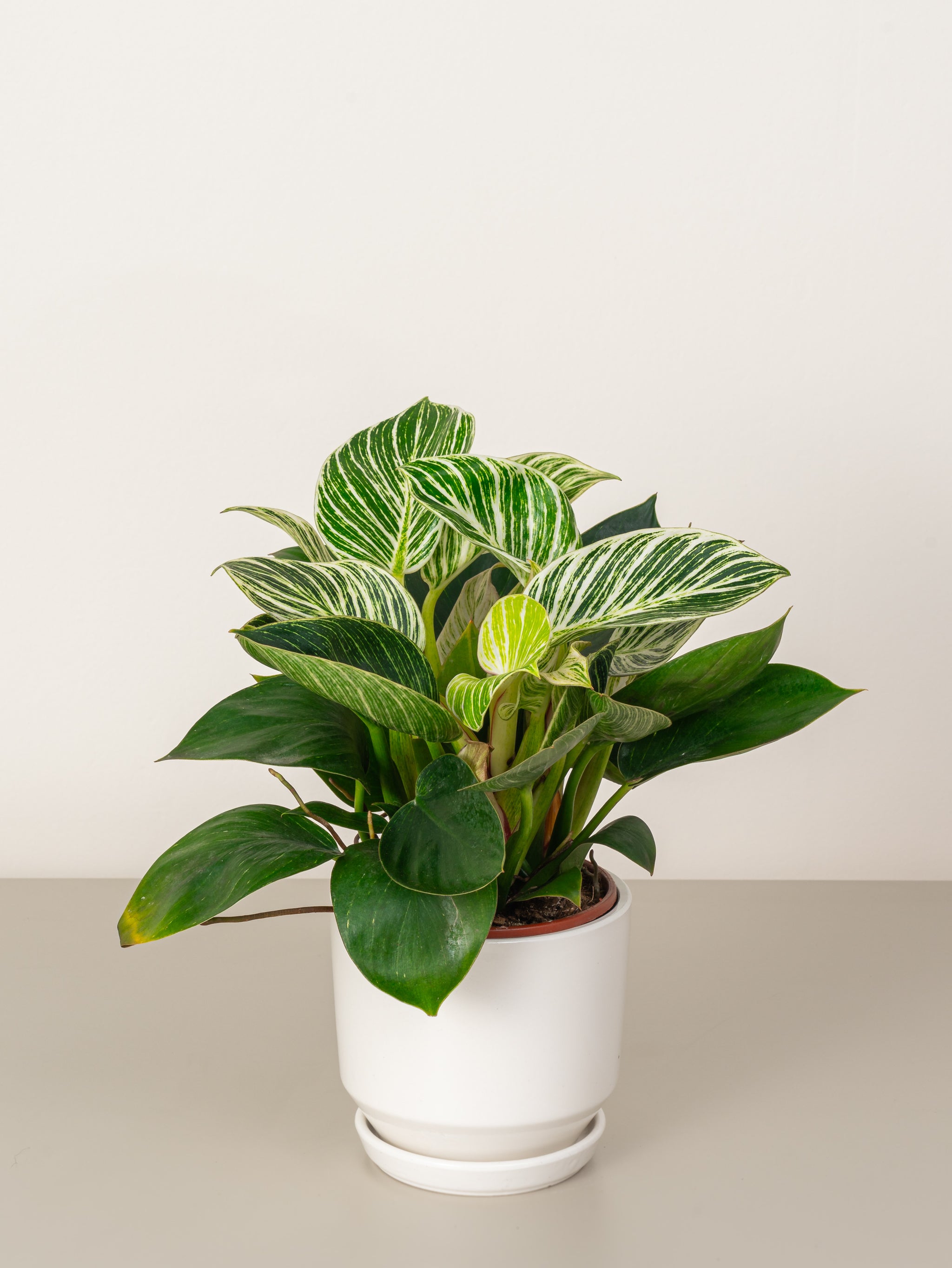 Philodendron Birkin | Table Top Indoor Plants | growhub AE