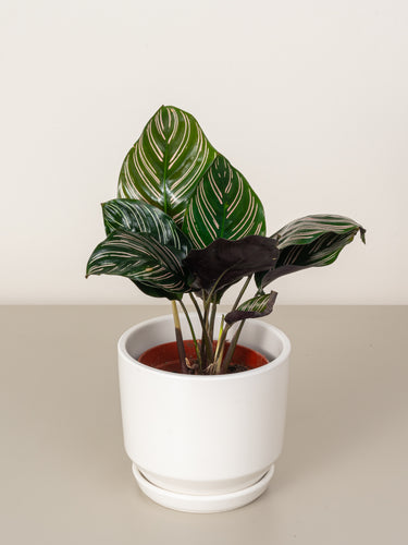 Calathea Ornata