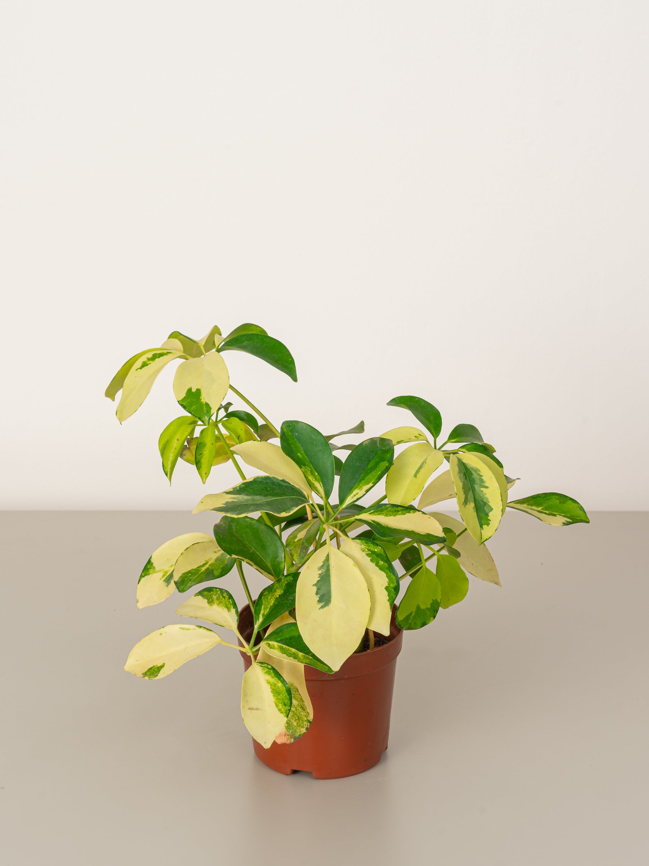 Variegated Umbrella Plant