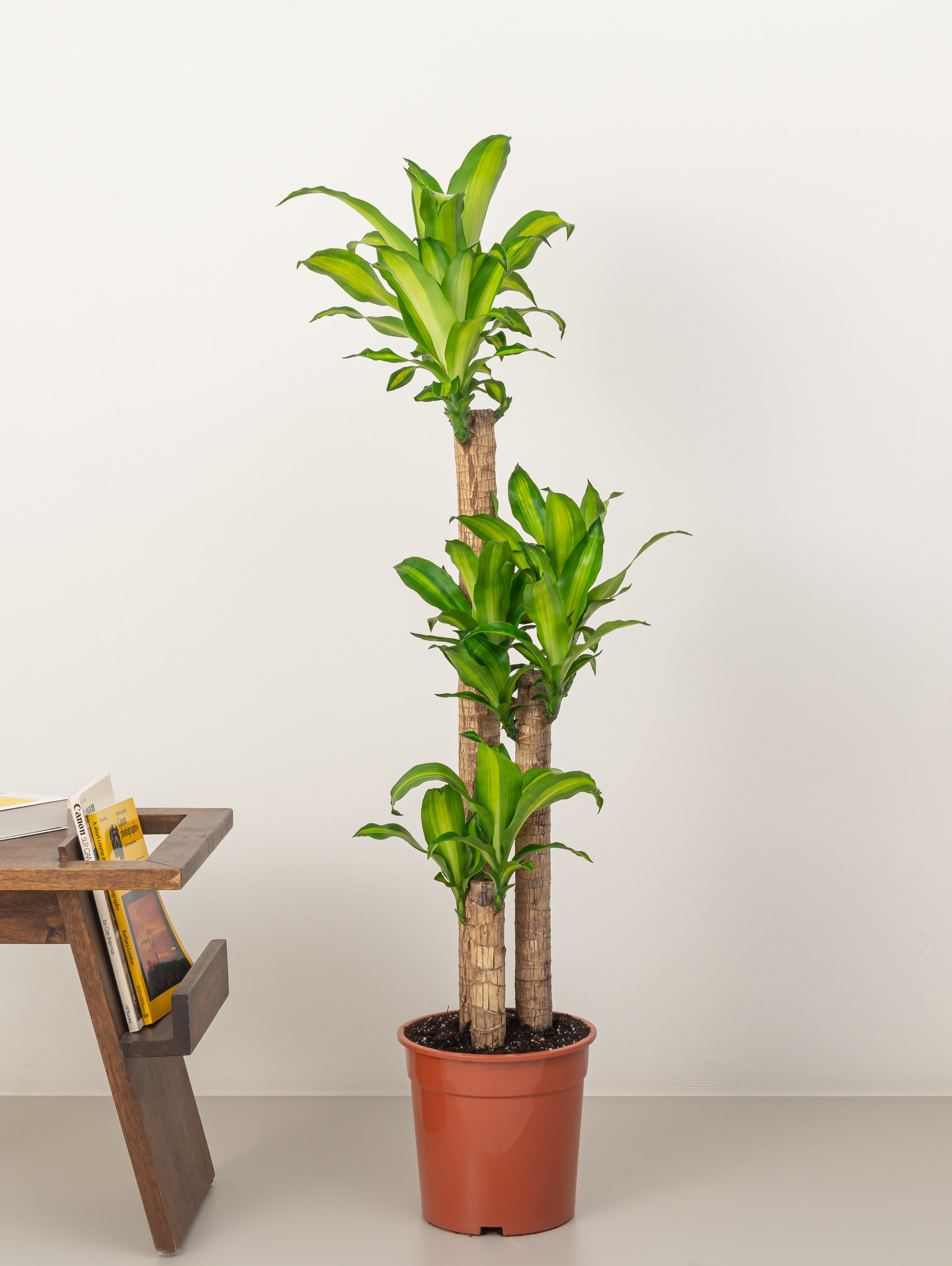Cornstalk Plant