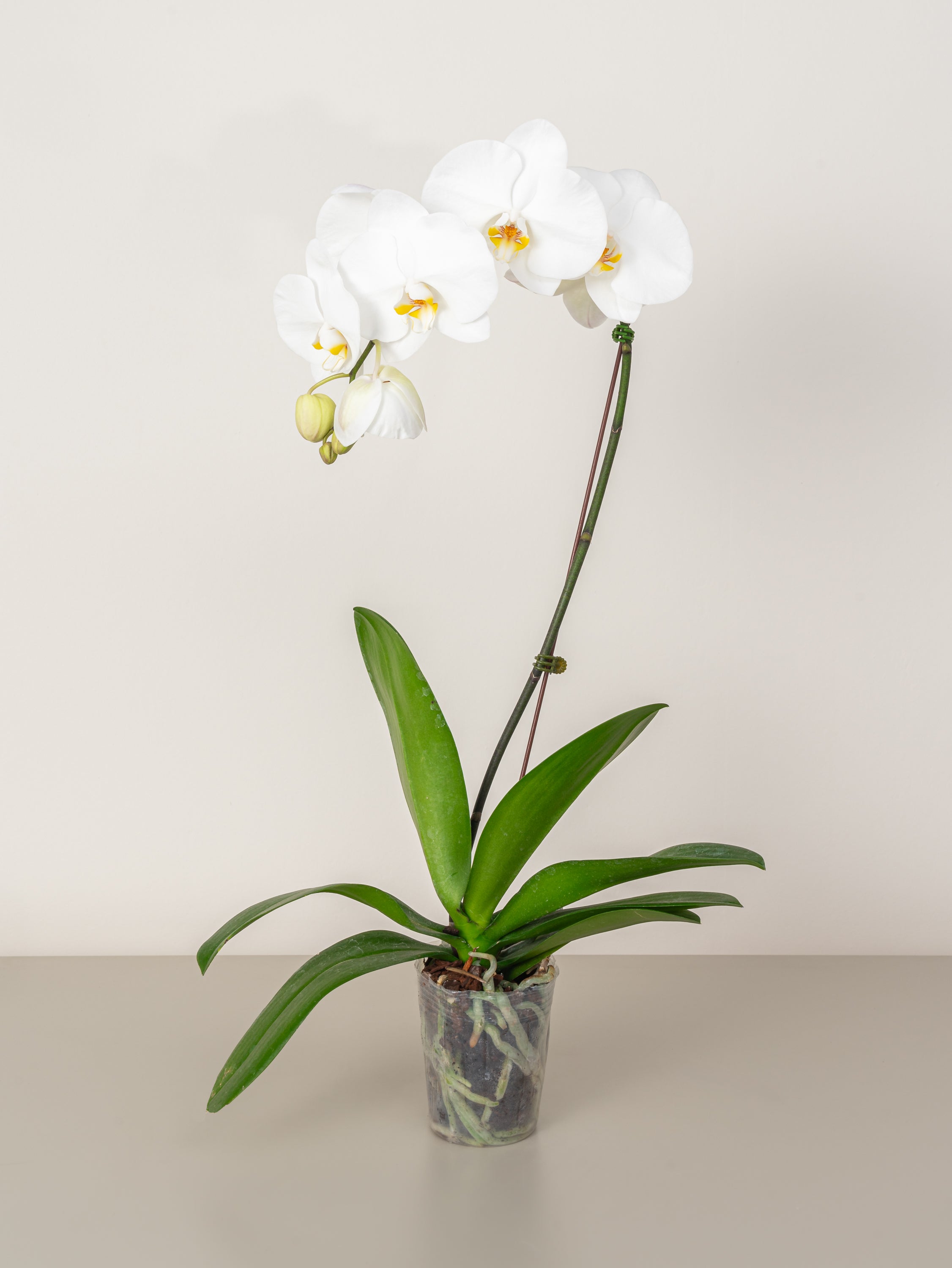 Orchid (2-stem)