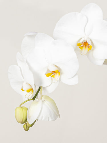 Orchid