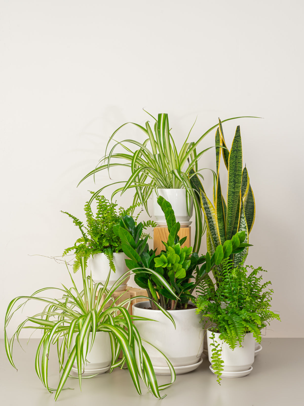 Office Table Plant Bundle Plant Bundle | Bundles - Indoor Plants ...