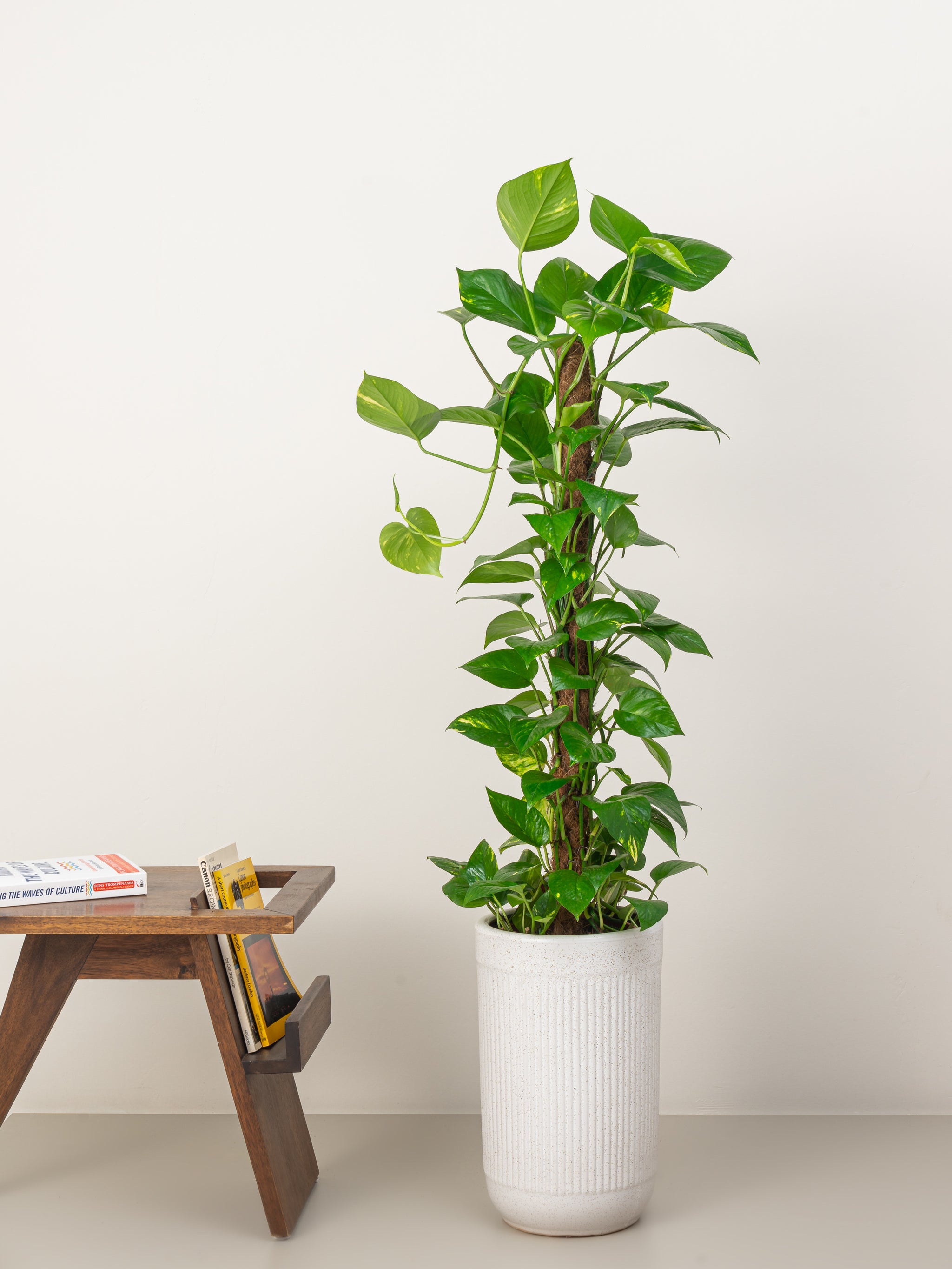 Money Plant - Epipremnum Aureum | Tall Indoor Plants | growhub AE