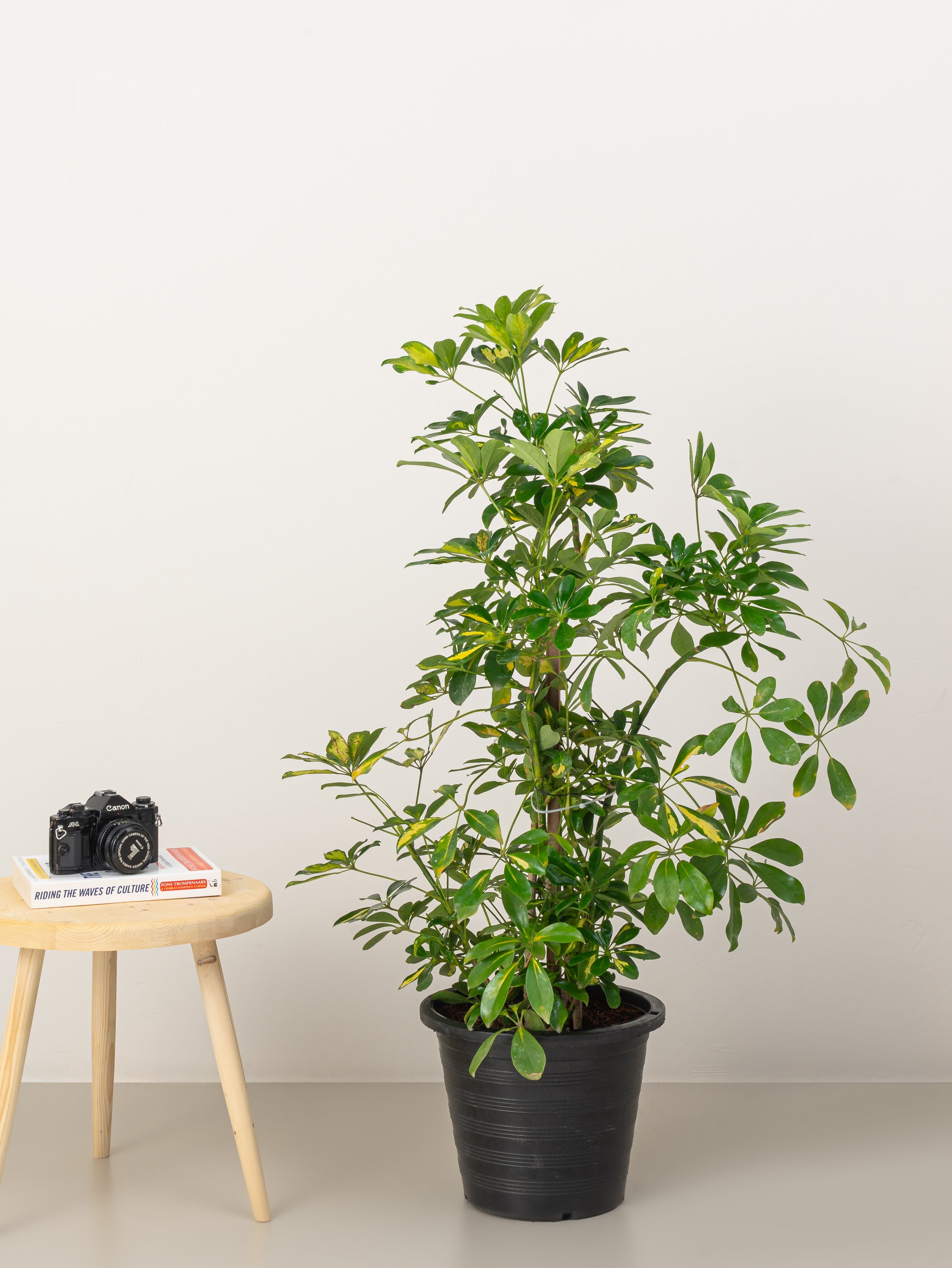 Variegated Umbrella Plant