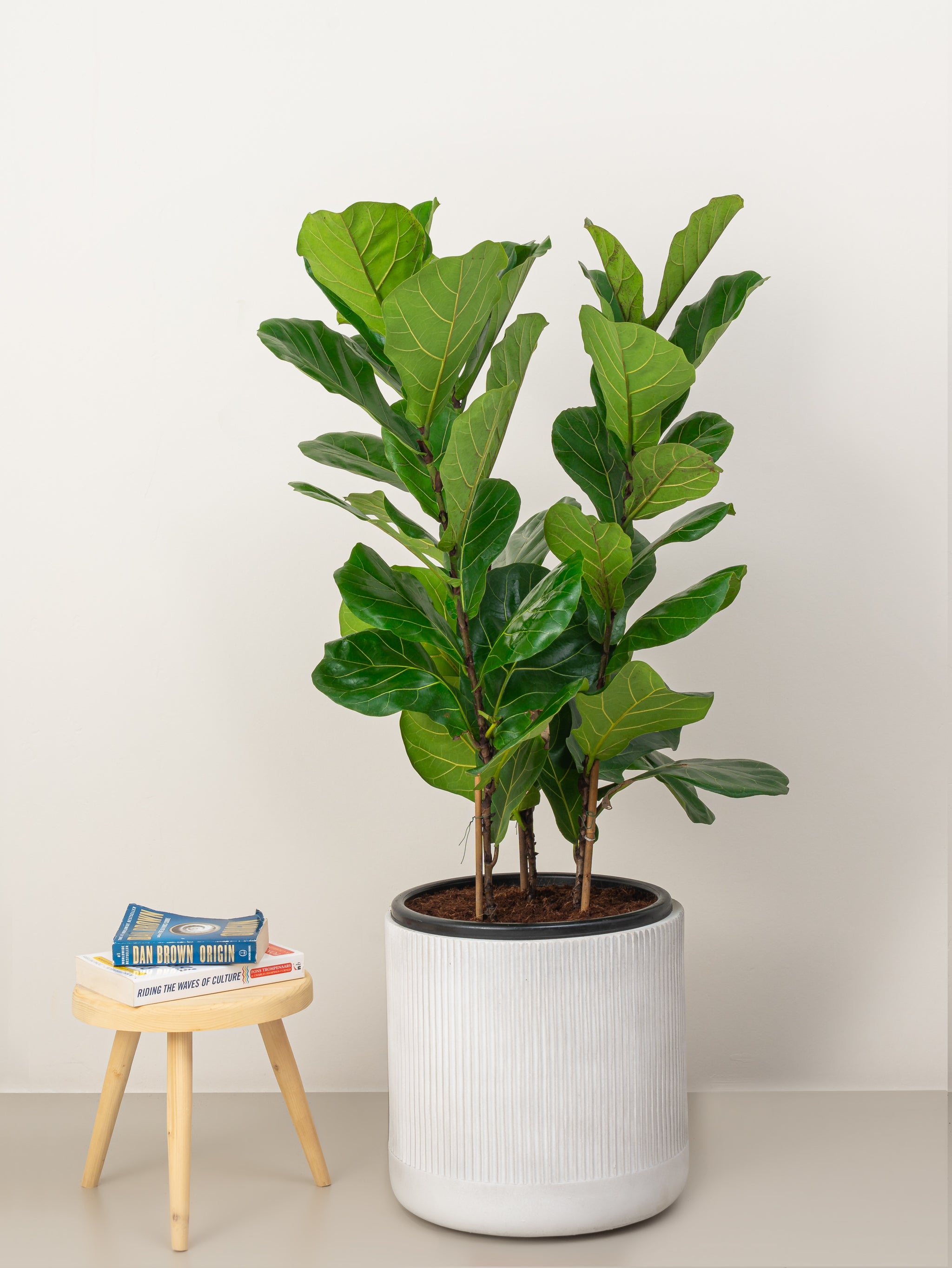 Fiddle Leaf Fig - Ficus Lyrata | Tall Indoor Plants | growhub AE