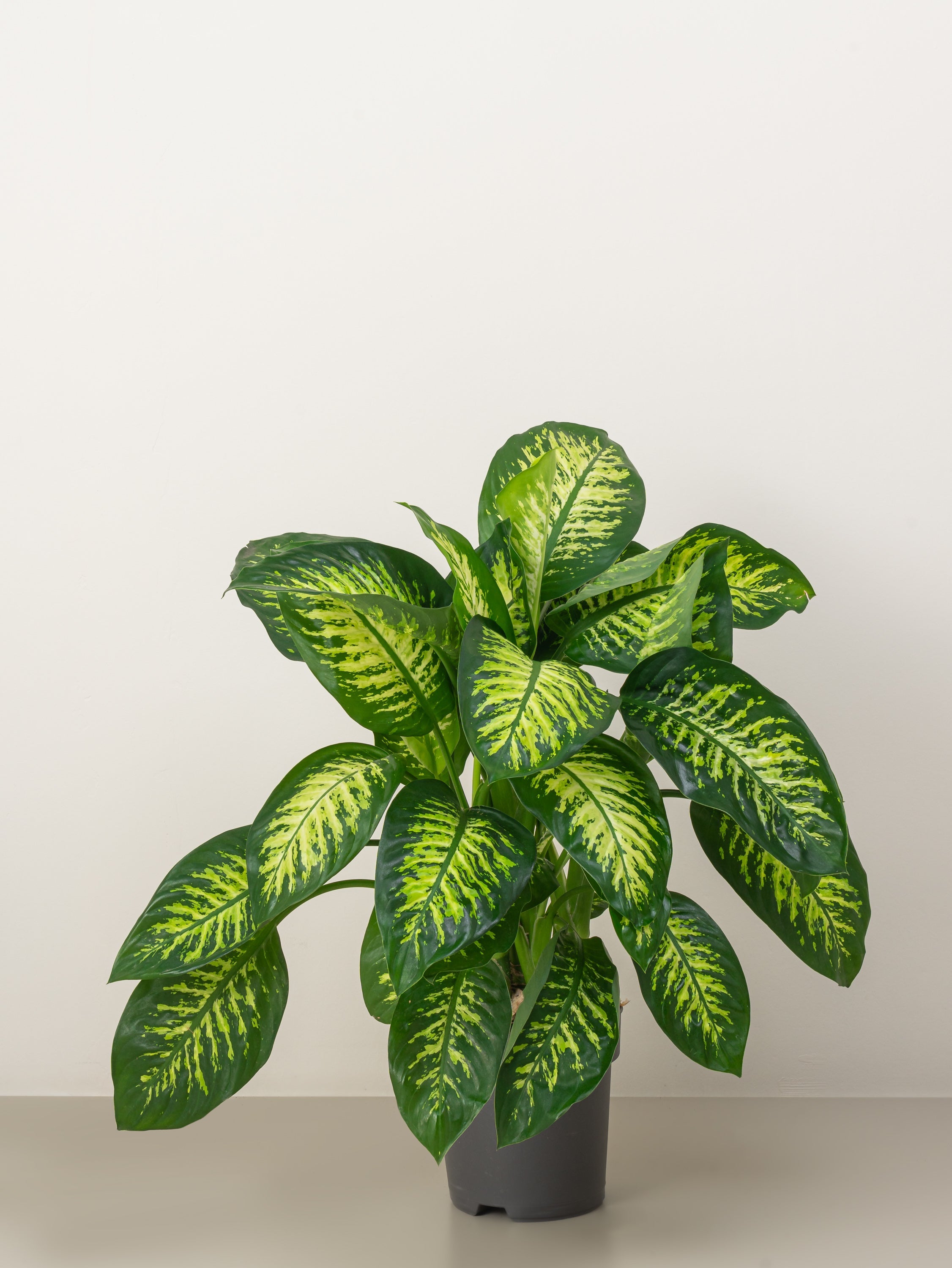 Dieffenbachia Tropic Snow