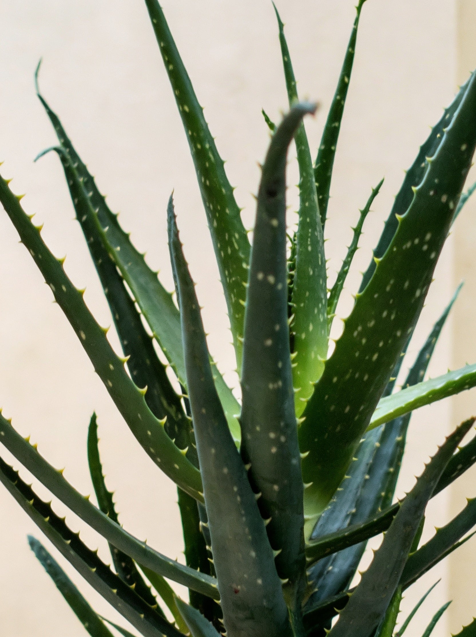 Indoor Aloe Vera