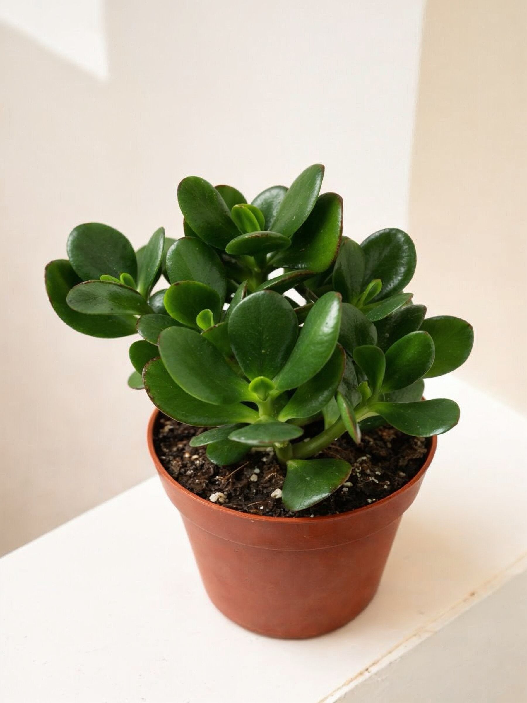 is jade plant an indoor plant Jade Plant - Crassula | Table Top Indoor Plants