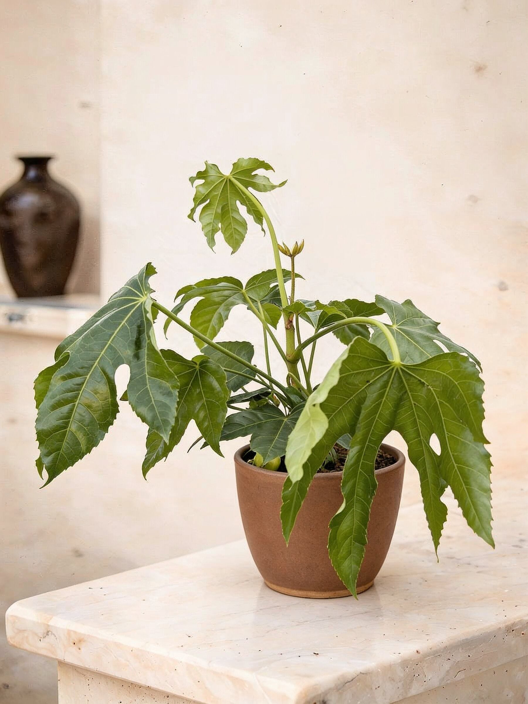 Japanese Aralia