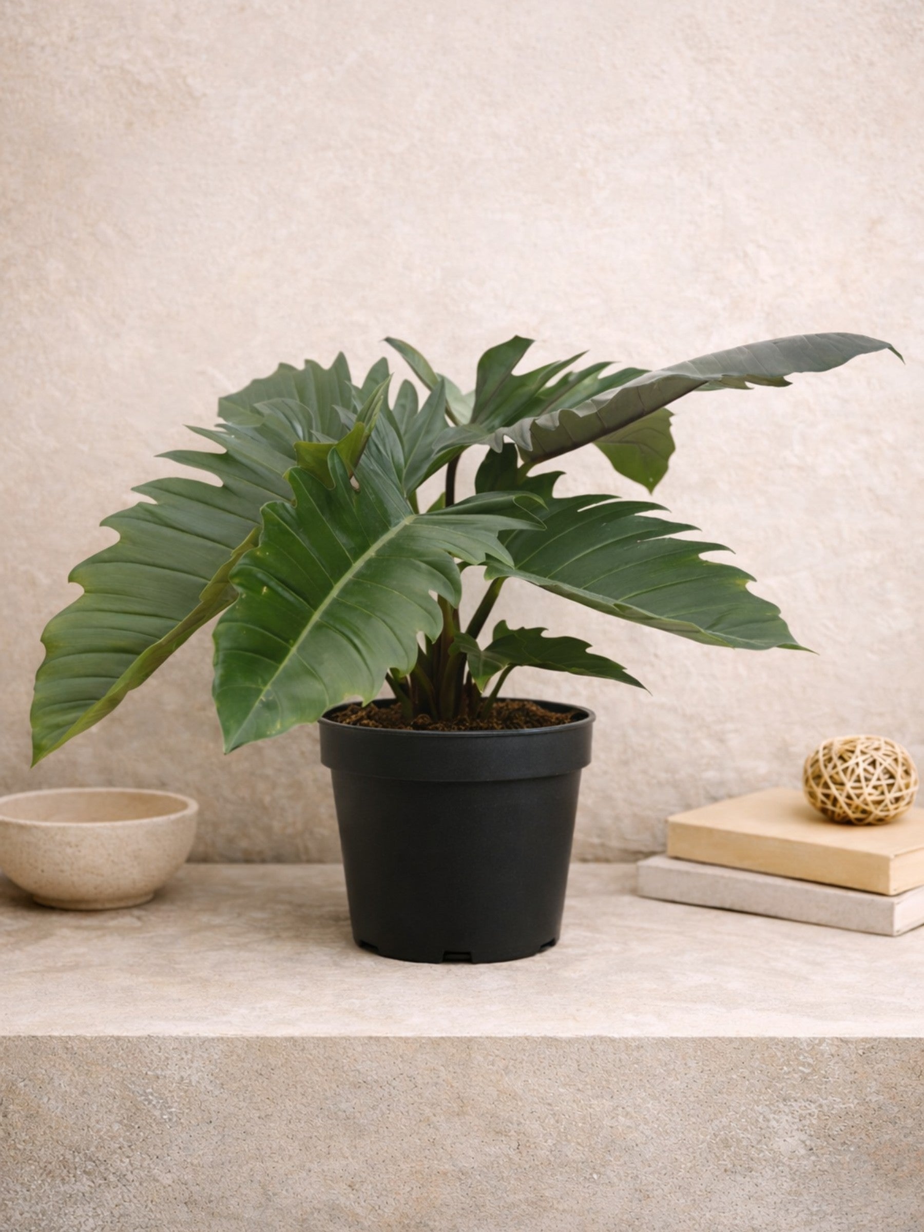 Jungle Boogie Philodendron