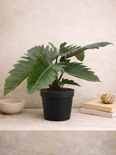 Jungle Boogie Philodendron
