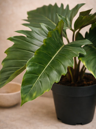 Jungle Boogie Philodendron