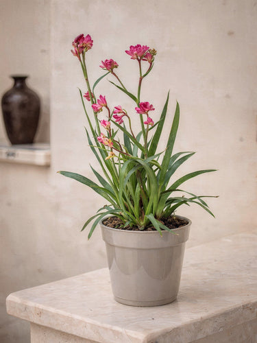 Kangaroo Paw