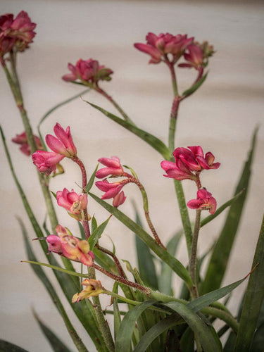 Kangaroo Paw