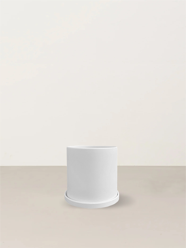 Kate | Egg White