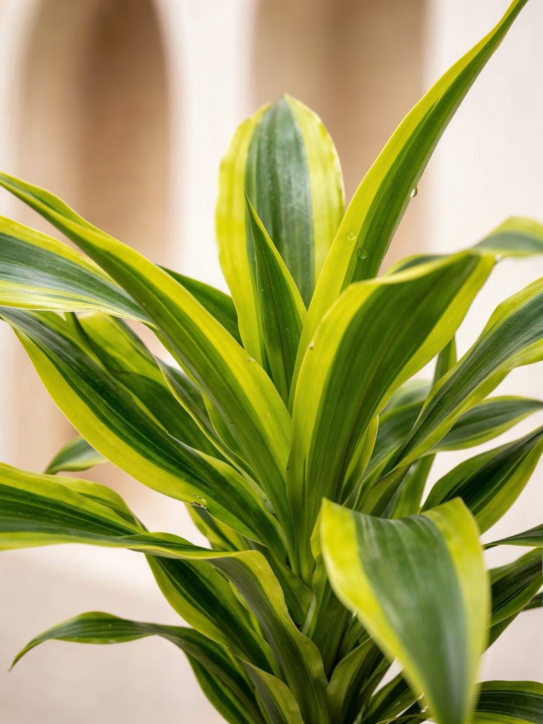 Dracaena Lemon Lime Head